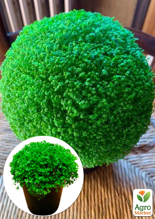 

Селагінелла Apoda