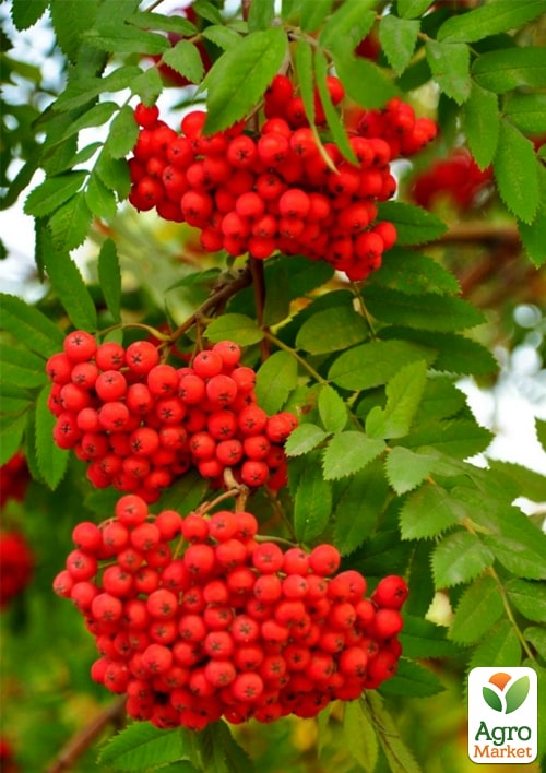 

Эксклюзив! Рябина красная Незабываемое путешествие (Unforgettable journey) (неприхотливый сорт)