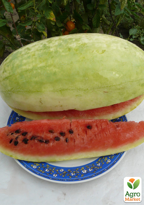 

Арбуз Али-Баба ТМ Vesna Select 10шт