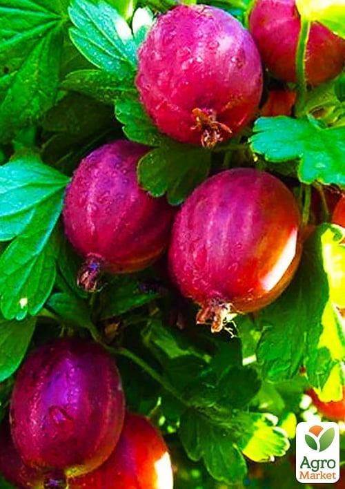 

Крыжовник Каменяр (средне-ранний срок созревания)