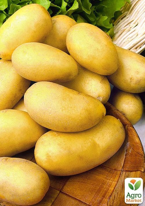 Что такое картофель Челленджер?