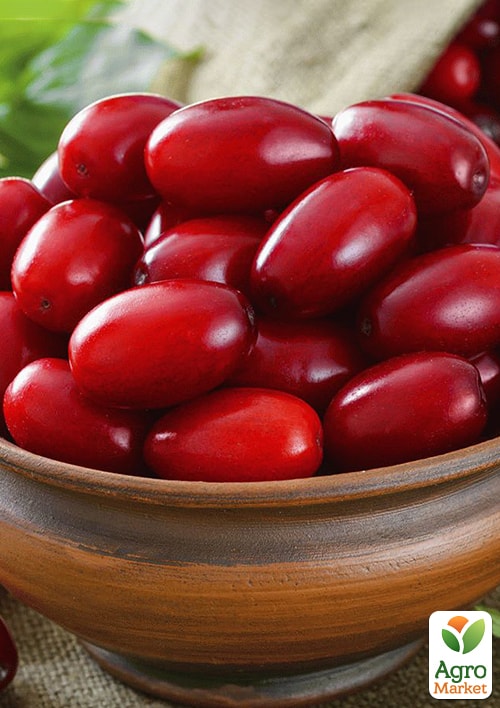 

Эксклюзив! Кизил темно-красный Пламя страсти (Flame of passion) (премиальный морозостойкий сорт)