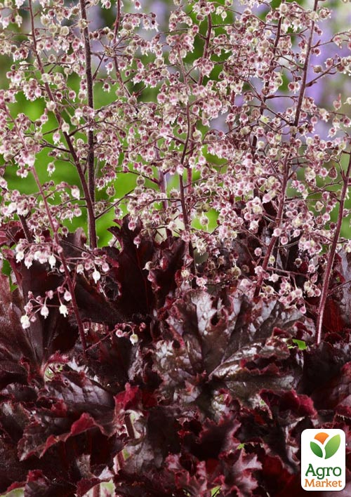 

Гейхера (Heuchera) Melting Fire (С1, высота 15-30см)