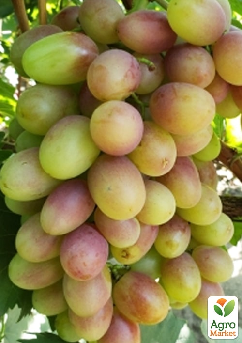 

Виноград Андрій 53 (м'ясисто-соковита велика ягода)