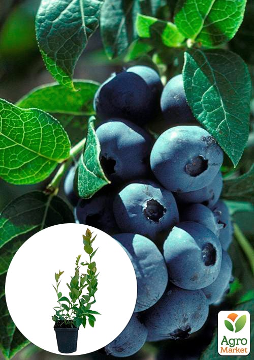 

Лохина (чорниця садова) Елізабет (Elizabeth) (пізній термін дозрівання, один з лідерів за смаком і ароматом)