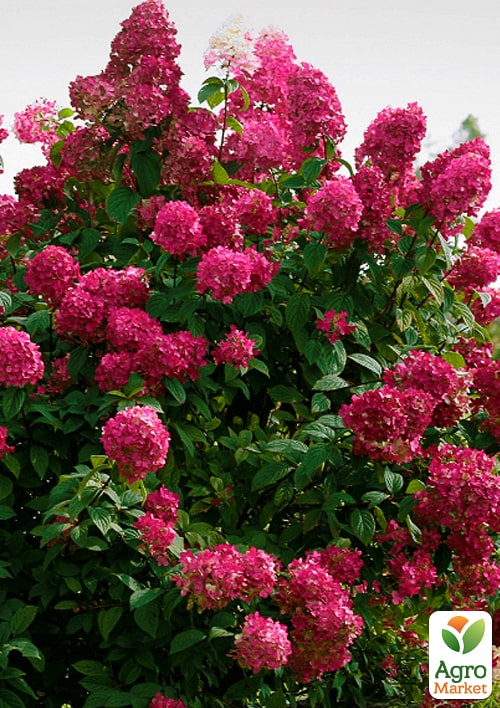 

Ексклюзив! Гортензія волотиста червона Червона ейфорія (Red Euphoria) (невибагливий сорт)