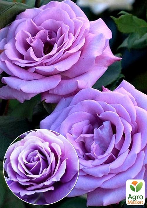 

Роза плетистая с насыщенно-голубым оттенком Вселенная (Universe) (саженец класса АА+)