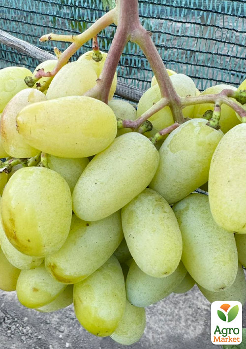 

Виноград Попелюшка (дуже великий солодкий виноград селекції Калугіна ВМ)