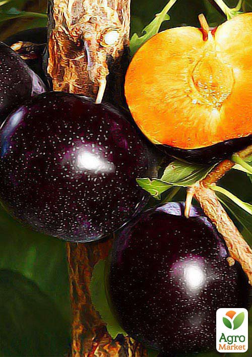 

Алича Блек Голд (літній сорт, середній термін дозрівання)