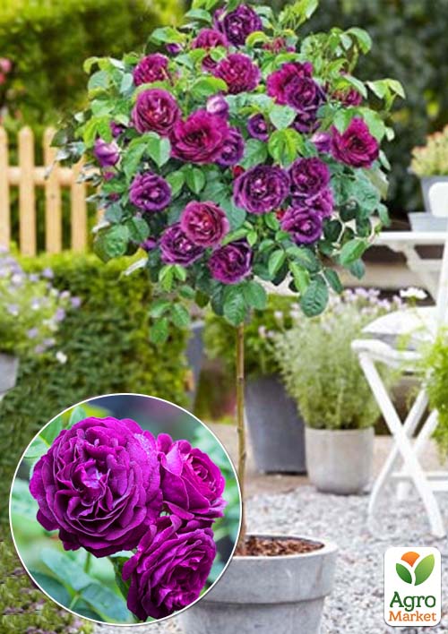 

Троянда штамбова New Age (саджанець класу АА+) вищий сорт