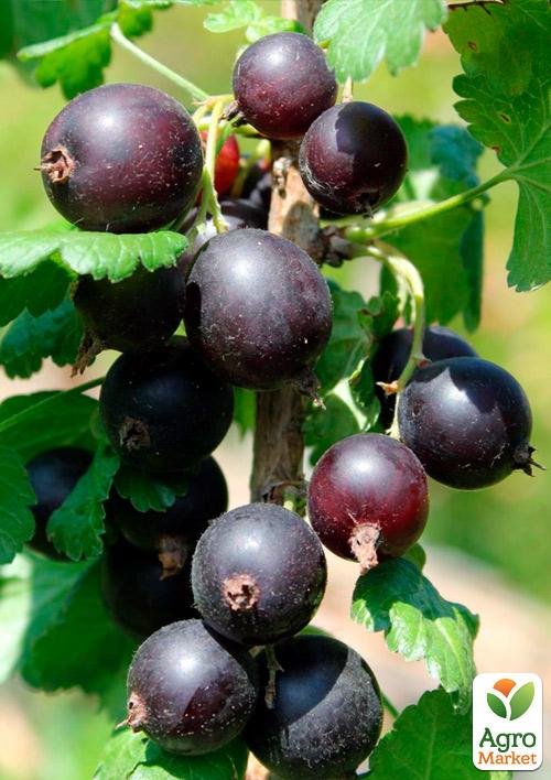 

Ексклюзив! Йошта гібрид смородини-агрусу темно-фіолетовий Ягідний пиріг (Berry pie) (преміальний невибагливий сорт, ранній термін дозрівання)