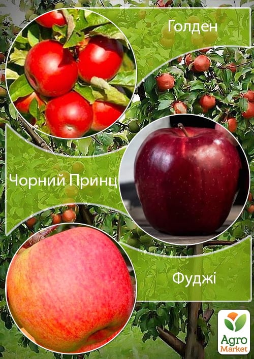 Дерево-сад Яблуня "Голден+Айдаред+Чемпіон" 1 шт в упаковці