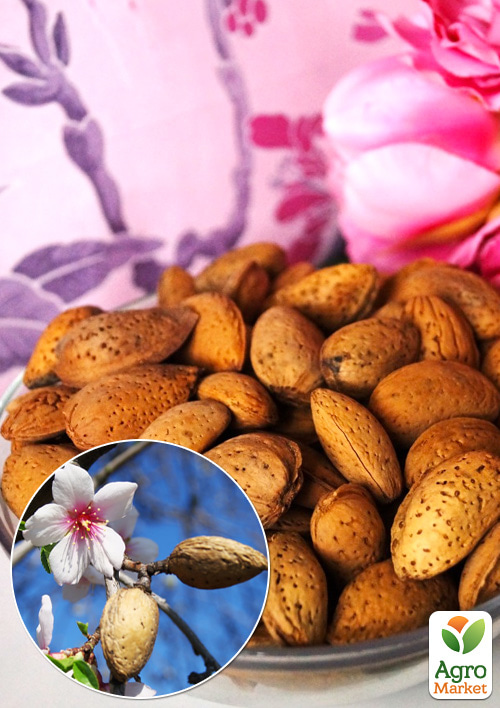 

Эксклюзив! Миндаль Первоклассный (First-class) (премиальный, плодоносный сорт, раннего срока созревания)