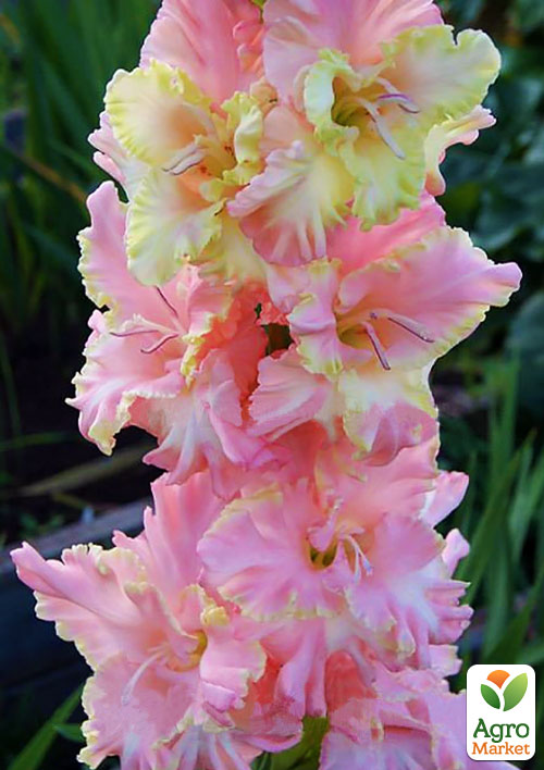 

Гладіолус Natasja 3шт