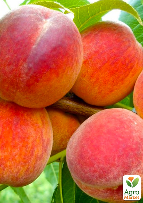 

Эксклюзив! Персик Во веки веков (Forever and ever) (премиальный, быстрое плодоношение, высокоурожайный сорт)