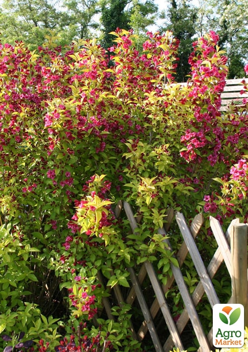 

Вейгела Golden Jeans (Weigela Florida)