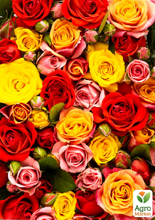 

Троянда Уціночна (Мікс сортів) клас А