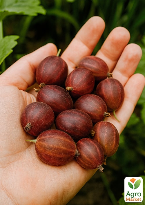 

Крыжовник слабошипный Тиксия (средне-поздний срок созревания, крупноплодный сорт)
