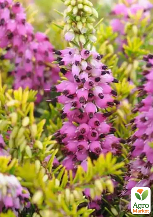 

Еріка квітуча 2-річна Ewa Gold вазон С1.5