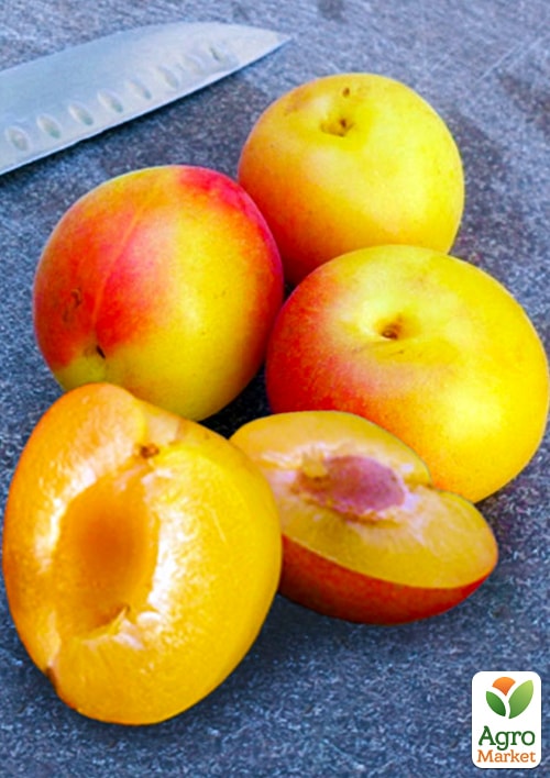 

Слива-абрикос колоновидна Шедевр (Masterpiece) (літній сорт, середній термін дозрівання)