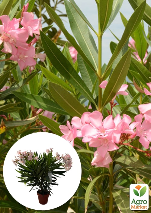 

LMTD Олеандр квітучий 3-річний Dwarf Rose (45-65см)