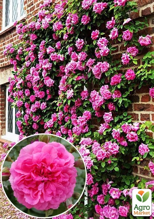 

Троянда англійська плетиста Солодкий поцілунок (саджанець класу АА +) вищий сорт