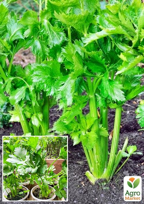 

Рассада Сельдерей «Листовой» (фермерское взращивание), 1шт в упаковке