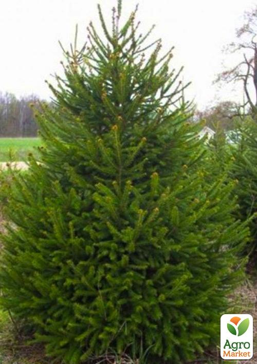 

Ялина звичайна горщик P9