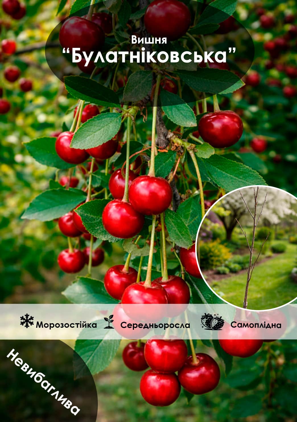 

Эксклюзив! Вишня ярко-бордовая Булатниковская (премиальный крупноплодный сорт, неприхотливая)