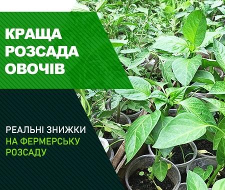 Акція! Розсада овочів зі знижкою до -40% Акція! Розсада овочів зі знижкою до -40%