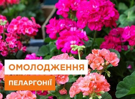 Способы омоложения пеларгоний