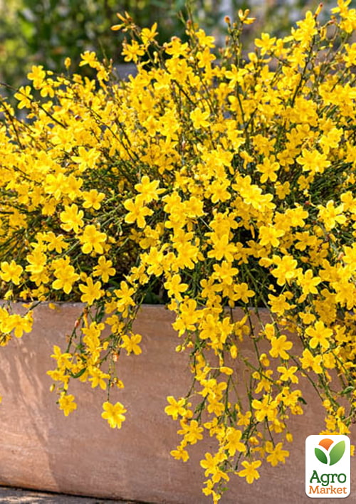 

Жасмин 2х летний жёлтый голоцветковый