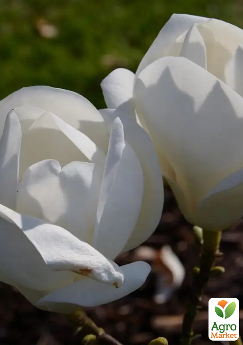 

Магнолия 2-х летняя гибридная Lennei Alba (высота 30-40см)