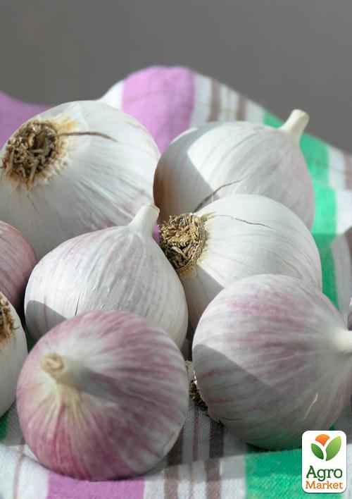 

Часник посадковий (однозубка) Софіївський Україна 200г (фракція 7-9мм)