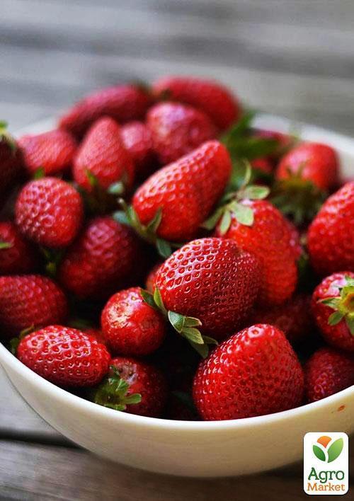 

Полуниця Венді (Wendy) (ультраранній термін дозрівання)