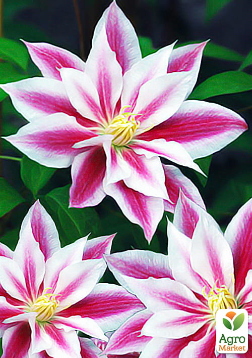 

Клематис Andromeda (повторноцветущий сорт!)