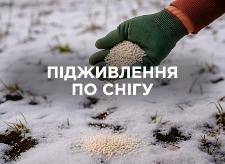 Как и когда вносить удобрения для растений по снегу? Как и когда вносить удобрения для растений по снегу?
