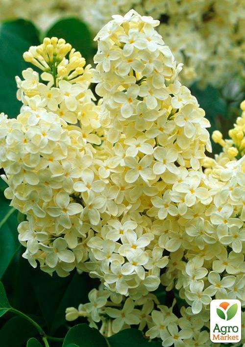 

Сирень желтая Примроз (Primrose)