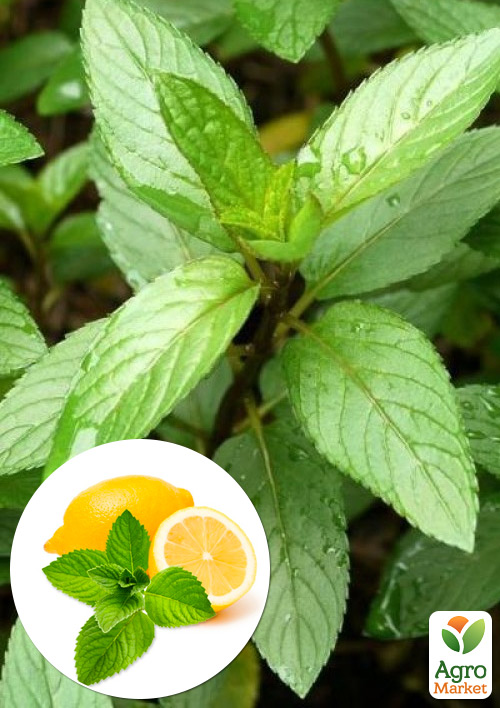 

М'ята Hilary's Sweet Lemon