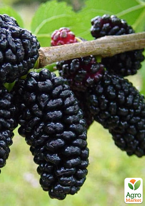 

Шелковица привитая крупноплодная Бессемянная черная (летний сорт, средний срок созревания)