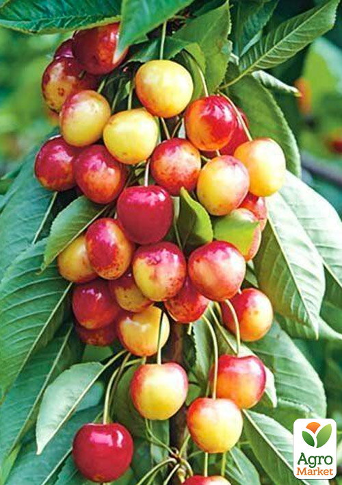 

Черешня колоновидная розовая Сабрина