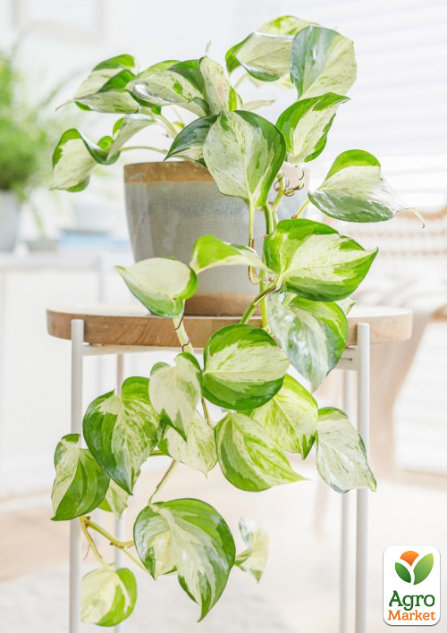 

Епіпремнум Happy Leaf 20-30см