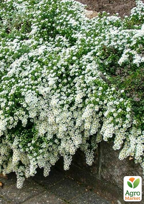 

Айстра грунтопокривна Snow Flurry (контейнер № 10)