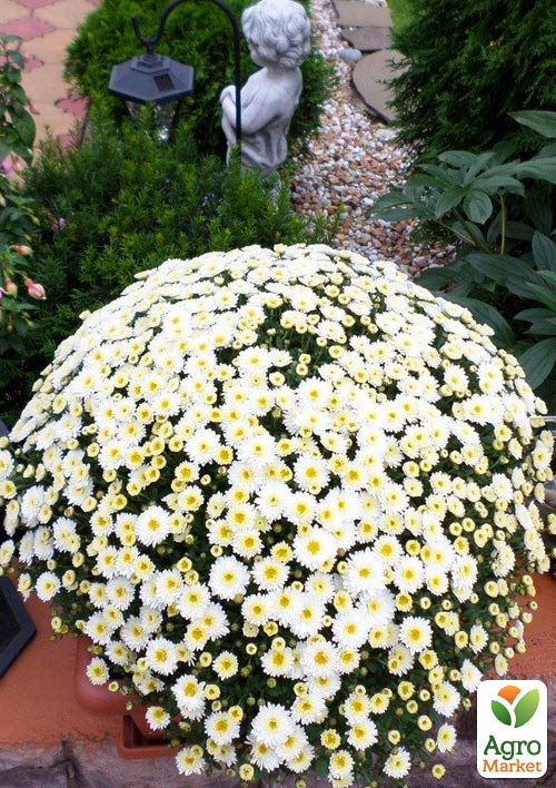 

Хризантема ампельна Skyfall White (підвісний вазон Ø23 висота 30-50см)