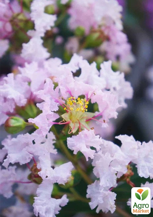 

Лагерстремия индийская сирень With Love Babe (Lagerstroemia indica With Love Babe)