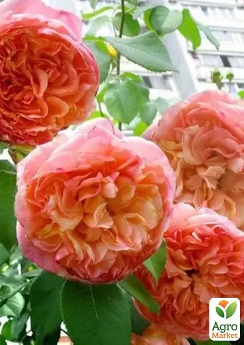 

Троянда плетиста Papi Delbard (саджанець класу АА+ ) вищий сорт