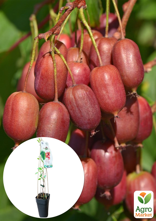 

LMTD Актинидия Ken`s Red (женский сорт, укорененный)