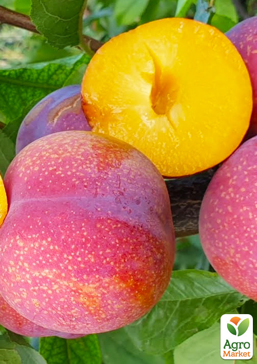 

Слива диплоїдна Пінк Сатурн (великоплідний сорт, середній термін дозрівання)