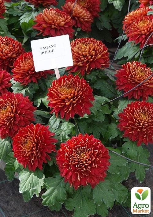 

Хризантема Nagano Rouge (низкорослая крупноцветковая)