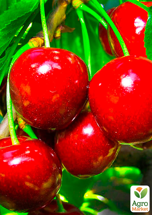 

Черешня Стаккато (літній сорт, пізній термін дозрівання)